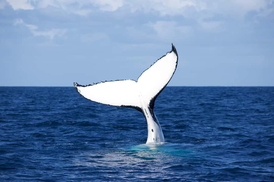 Sydney: Scenic Whale Watching Cruise - Whales Guaranteed - The best-case whale moments, and what to watch for