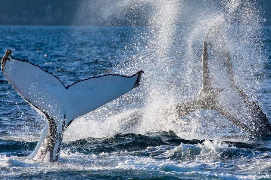 Sydney: Scenic Whale Watching Cruise - Whales Guaranteed - Captain Dean, Tom, and the way commentary shapes your viewing