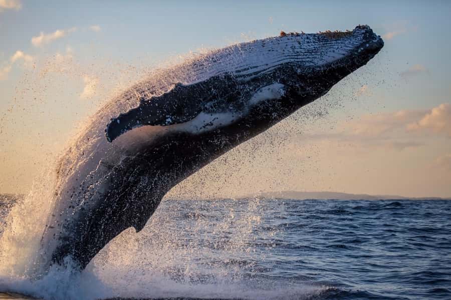 Sydney: Scenic Whale Watching Cruise - Whales Guaranteed - Photography on board: what you’ll likely get and how to use it