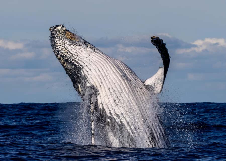 Sydney: Scenic Whale Watching Cruise - Whales Guaranteed - Getting to Eastern Pontoon Wharf, Circular Quay, without stress