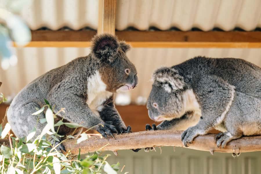 Sydney: Small Group Blue Mountains, Wildlife & Waterfalls - Getting out of Sydney the fast, low-stress way