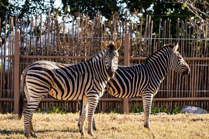 Sydney Taronga Zoo General Entry Ticket - Keeper talks: the small add-on that changes how you watch animals
