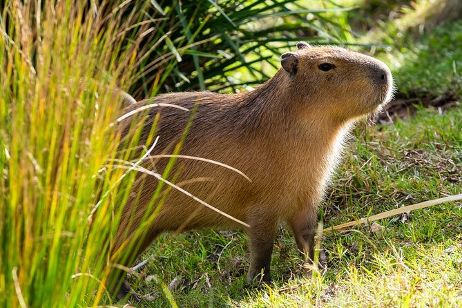 Sydney Taronga Zoo General Entry Ticket - Optional wildlife encounters: when it’s worth paying extra