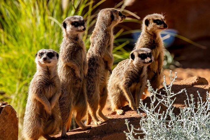 Sydney Taronga Zoo General Entry Ticket - Price and value: what $39.45 gets you