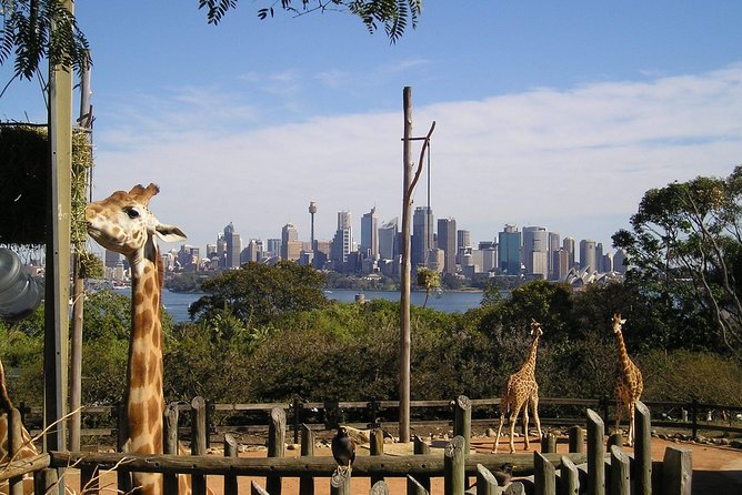 Sydney Taronga Zoo's Aussie Backyard Adventure Tour - Guides, pace, and the little things that can make or break it