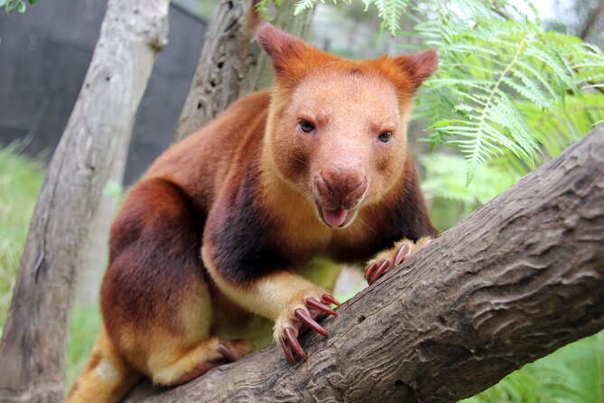 Sydney Taronga Zoo's Aussie Backyard Adventure Tour - Price and value: $75.31 per person and what you are actually paying for