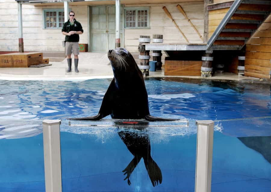 Sydney: Taronga Zoo Ticket with Return Ferry - Value check: is a $55 combo ticket worth it?