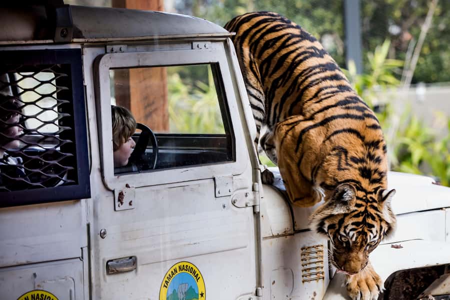 Sydney: Taronga Zoo Ticket with Return Ferry - Your return ferry is part of the planning, not an afterthought