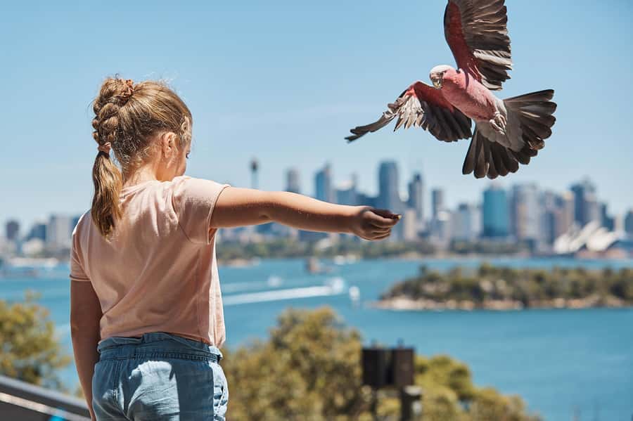 Sydney: Taronga Zoo Ticket with Return Ferry - Daily keeper talks and shows: the best way to spend your peak hours