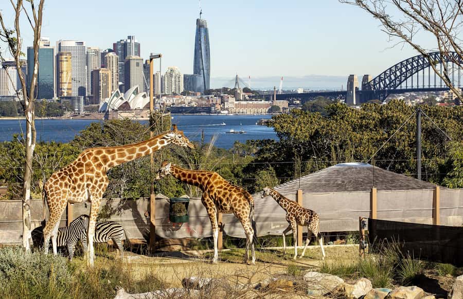 Sydney: Taronga Zoo Ticket with Return Ferry - The uphill reality: hills, stairs, lifts, and stroller strategy