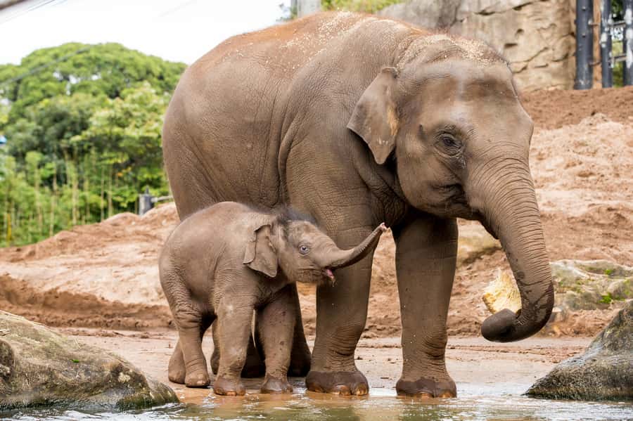 Sydney: Taronga Zoo Ticket with Return Ferry - Food, photos, and how to avoid the common “we ate too late” problem