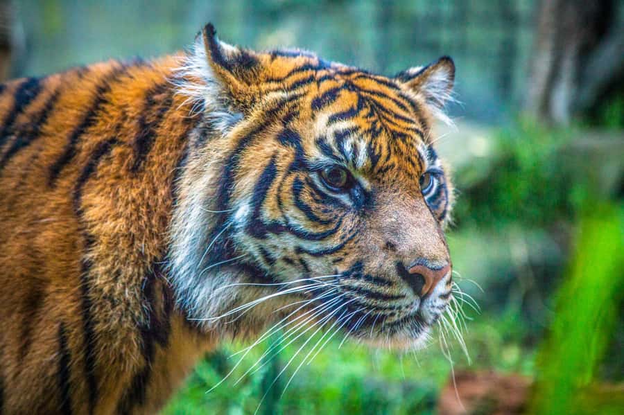 Sydney: Taronga Zoo Tickets - Key highlights worth organizing your day around