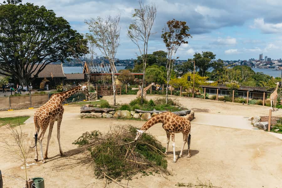 Sydney: Taronga Zoo Tickets - What your full-day ticket really includes (and what it doesn’t)