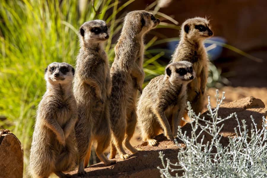 Sydney: Taronga Zoo Tickets - Building your route: the 9 trails that structure your day
