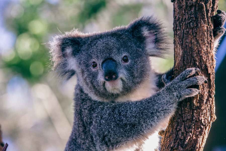 Sydney: Taronga Zoo Tickets - The star moments: Free Flight Birds and other must-see presentations