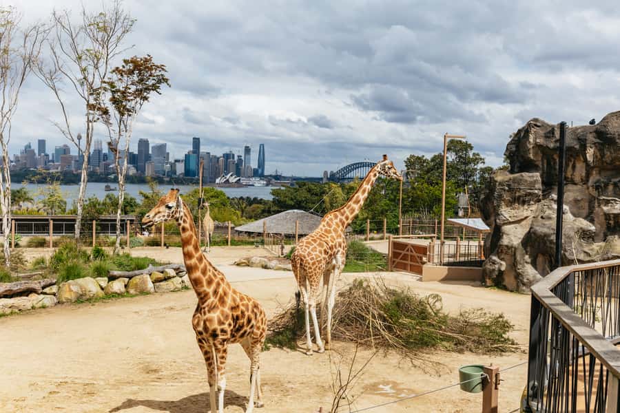 Sydney: Taronga Zoo Tickets - Strollers, wheelchairs, and getting around 90% accessible routes