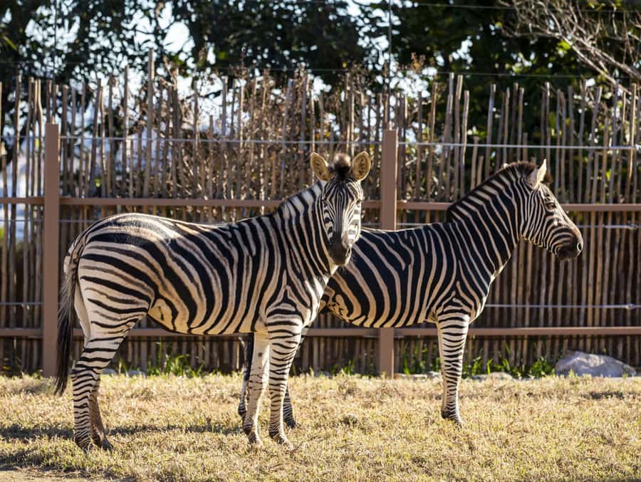 Sydney: Taronga Zoo Tickets - How to get there without wasting your morning