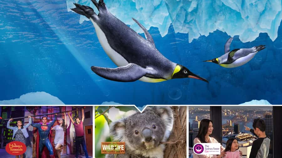 Sydney: Ultimate City Pass for 4 Attractions with Skywalk - Sydney Tower Eye and Skywalk: what you’re buying in real life
