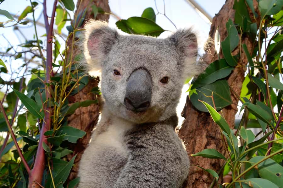Sydney: Ultimate City Pass for 4 Attractions with Skywalk - Value check: is $91 per person a smart deal?
