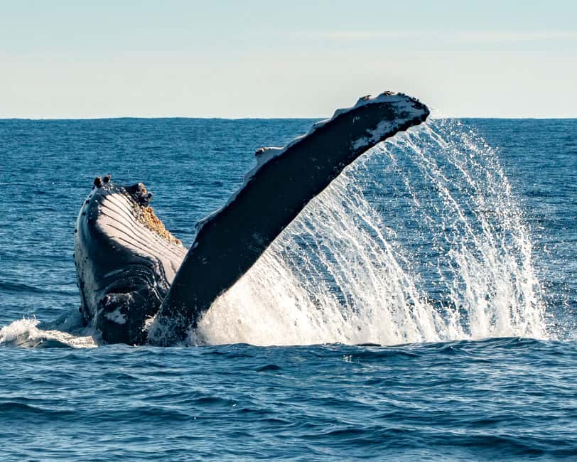 Sydney; Whale Watching - A 1.5-hour humpback hunt from Sydney Harbour