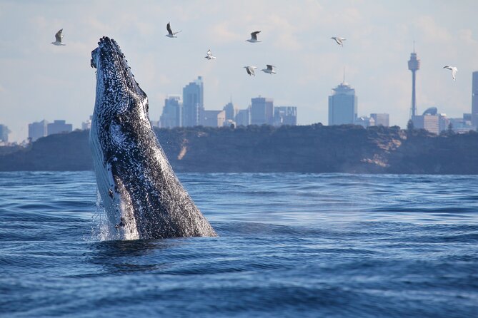 Sydney Whale Watching - 2.5hr Discovery Cruise - Key highlights worth planning for