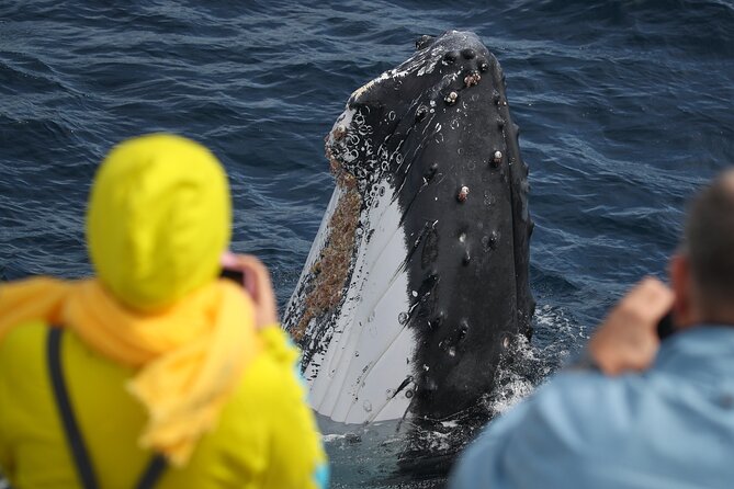 Sydney Whale Watching - 2.5hr Discovery Cruise - Seeing whales up close, plus underwater viewing without getting wet