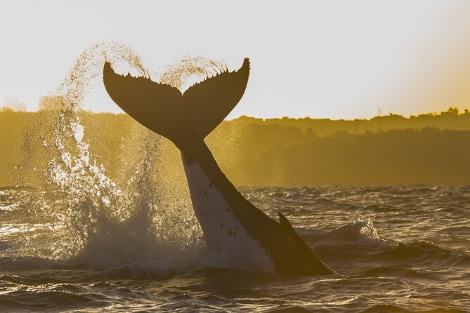 Sydney: Whale Watching Adventure Cruise - Motion, seasickness, and engine noise: the real prep list