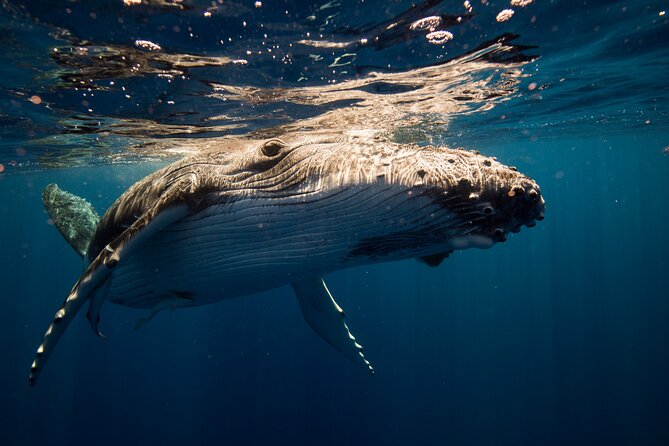 Sydney Whale Watching Adventure Cruise - Price and Value at $63.83: What You Get, What You Don’t