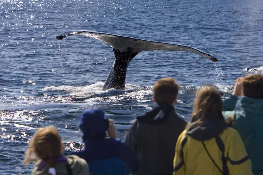Sydney: Whale Watching Adventure Cruise - Whales Guaranteed! - The catamaran setup for whale spotting, and how to get the best view