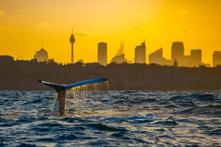 Sydney: Whale Watching Adventure Cruise - Whales Guaranteed! - The whale guarantee: what it means for your risk level