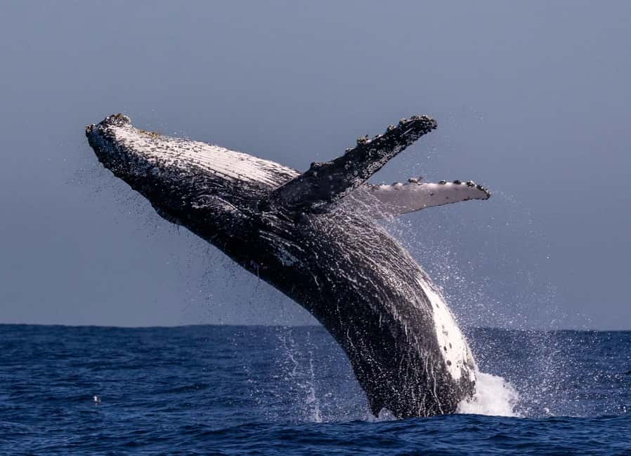 Sydney: Whale Watching Adventure Cruise - Whales Guaranteed! - Sunset timing and why it changes the mood