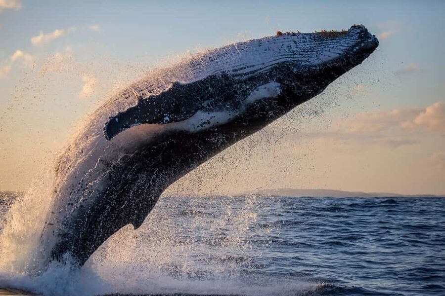 Sydney: Whale Watching Adventure Cruise - Whales Guaranteed! - Included and not included: plan your budget like a local