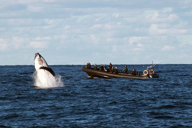 Sydney Whale-Watching by Speed Boat - Key highlights to know before you go