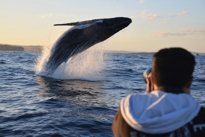 Sydney Whale-Watching by Speed Boat - Circular Quay start at Campbells Cove, plus the view-tip that matters