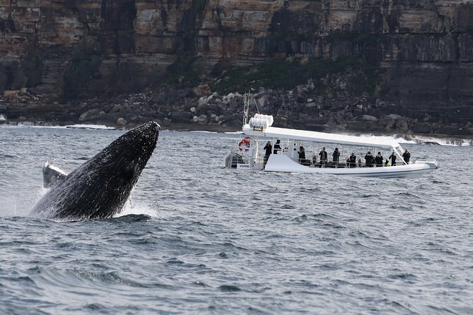 Sydney Whale-Watching by Speed Boat - Ocean Extreme and whale-hunting mode on the way out