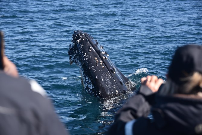 Sydney Whale-Watching by Speed Boat - Cruising alongside humpback whales: what a close encounter actually feels like