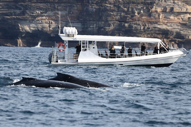Sydney Whale-Watching by Speed Boat - What each stop does for the whale experience (and the limits to know)