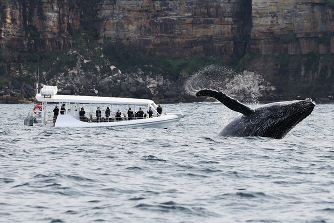 Sydney Whale-Watching by Speed Boat - Who the crew is like, and what makes the trip feel organized