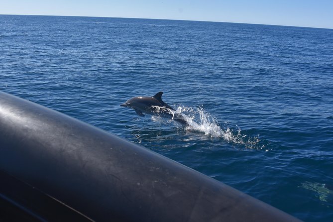 Sydney Whale-Watching by Speed Boat - Duration and expectations: how to use 2 hours wisely