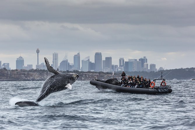 Sydney Whale-Watching by Speed Boat - The speedboat run: Harbour Bridge, Opera House, and real Sydney in motion