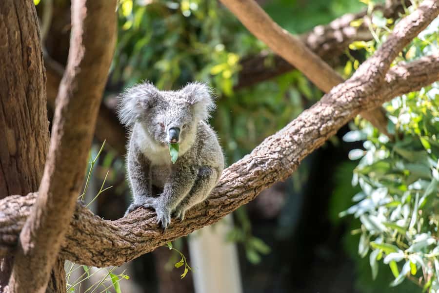 Sydney: Whale Watching Cruise and Taronga Zoo Package - Key Points Before You Go
