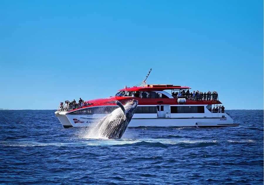 Sydney: Whale Watching Cruise and Taronga Zoo Package - A One-Day Combo: Whale Cruise From Circular Quay to Taronga Zoo