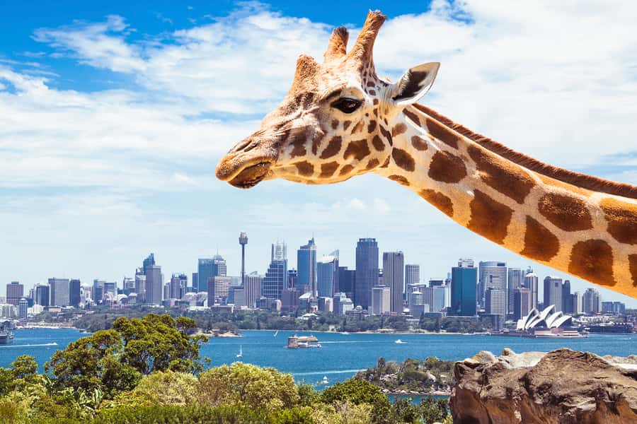 Sydney: Whale Watching Cruise and Taronga Zoo Package - Whale Sighting Guarantee, Explained in Real Life Terms
