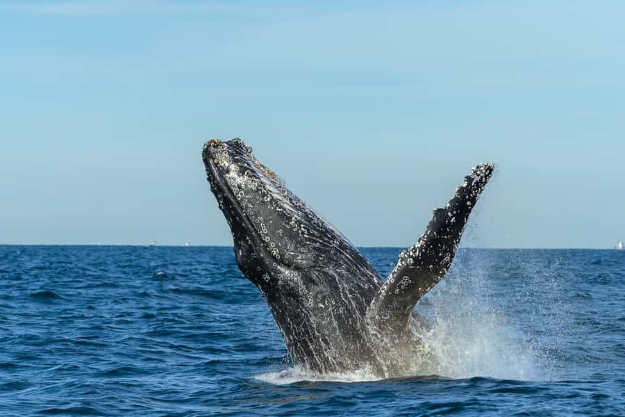 Sydney: Whale Watching Cruise and Taronga Zoo Package - Price and Value: Is $95 Worth It?