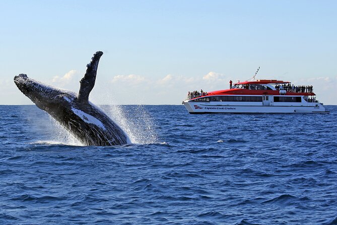 Sydney Whale Watching Cruise from Circular Quay - Circular Quay Wharf 6: Getting Set for a Smooth Departure