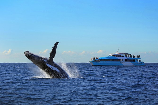 Sydney Whale Watching Cruise from Circular Quay - Price and Value: What $68.14 Gets You in Sydney