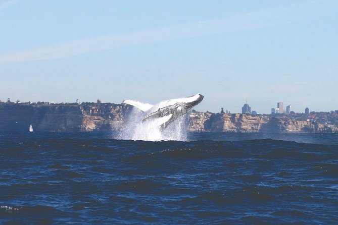 Sydney Whale Watching Cruise from Circular Quay - Open-Water Scanning on a 2.5-Hour Catamaran Hunt