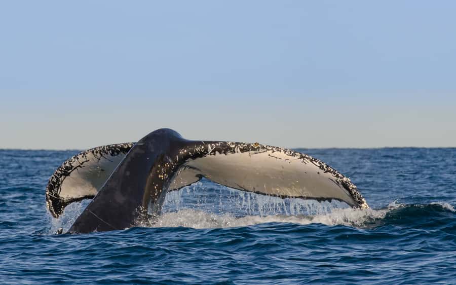 Sydney Whale Watching Cruise with Breakfast or Lunch - Key highlights that matter before you book