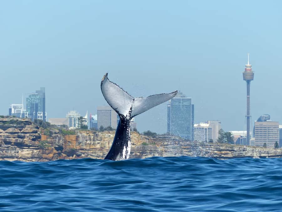 Sydney Whale Watching Cruise with Breakfast or Lunch - A 4-hour whale cruise that feels like a full outing