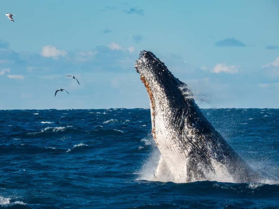 Sydney Whale Watching Cruise with Breakfast or Lunch - Sydney Harbour sightseeing first: a calmer start to the day